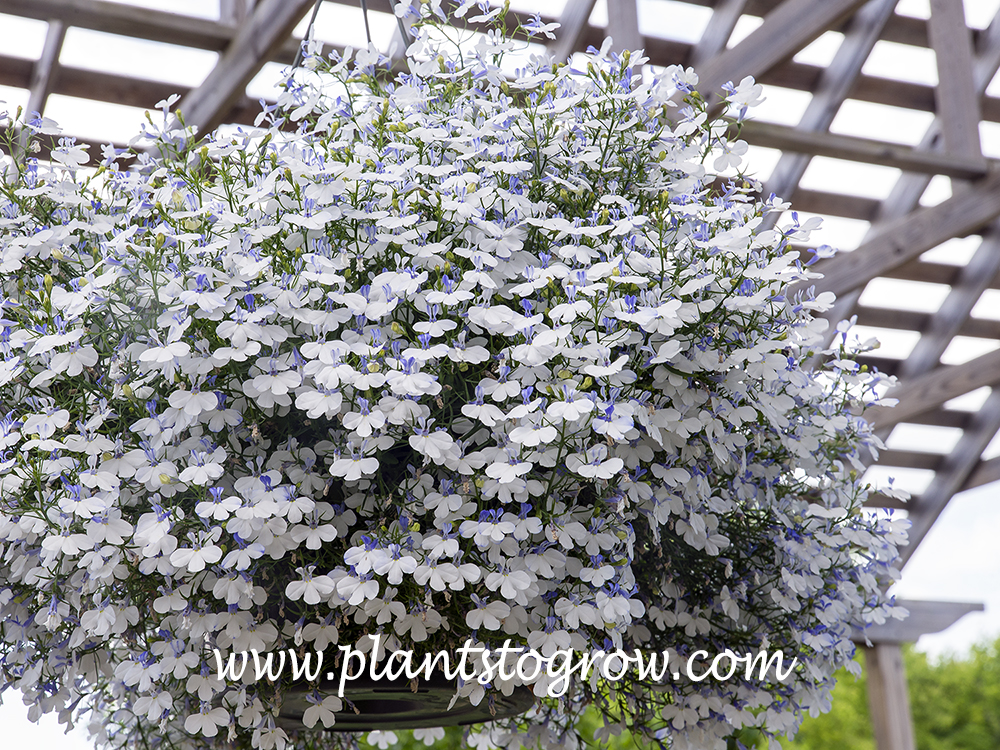 Lobelia Hot Springs White in an hanging basket